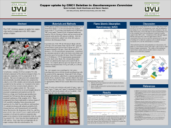 Copper uptake by CMC1 Deletion in