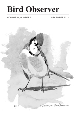 Blue Jay - Bird Observer