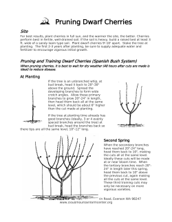 Pruning Dwarf Cherries