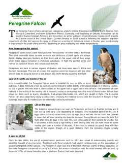 Peregrine Falcon - Corridor appalachien