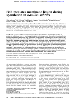 FisB mediates membrane fission during sporulation in
