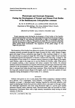 Phototropic and Geotropic Responses During the