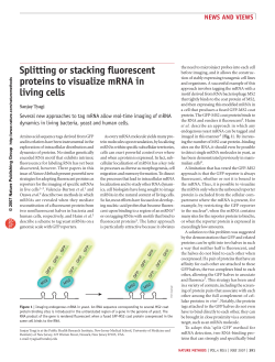 Splitting or stacking fluorescent proteins to visualize mRNA in living