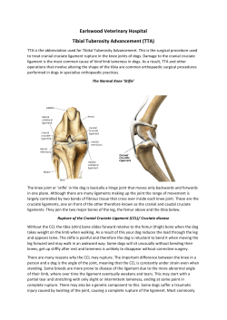 Knee Surgery - Hollygate Vets