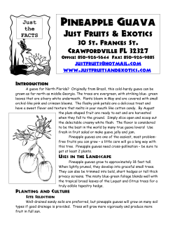 Growing Citrus the Just Fruits and Exotics Way
