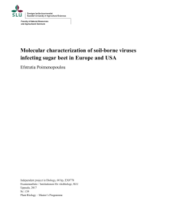 Molecular characterization of soil-borne viruses infecting sugar beet