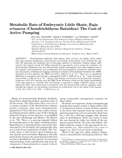 Metabolic Rate of Embryonic Little Skate, Raja erinacea