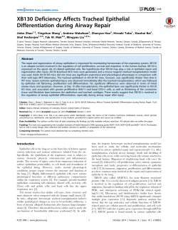 XB130 Deficiency Affects Tracheal Epithelial Differentiation during