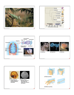Sponges Cnidarians Chordates Brachiopods Annelids Molluscs