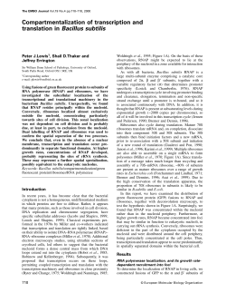 Compartmentalization of transcription and translation in Bacillus