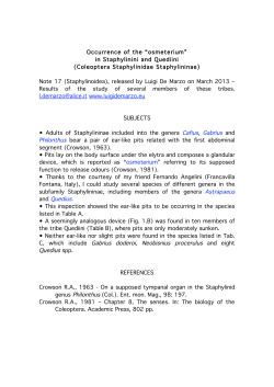 Coleoptera Staphylinidae Staphylininae