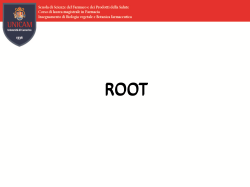 Root