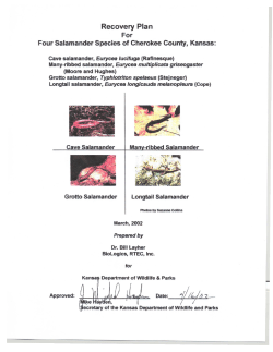 Cave Salamander, Many-ribbed Salamander, Grotto Salamander