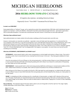 2016 Michigan Heirlooms Tomato