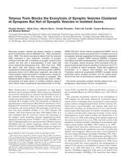 Tetanus Toxin Blocks the Exocytosis of Synaptic