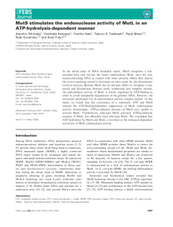 MutS stimulates the endonuclease activity of MutL in an