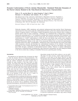 Dynamic Conformations of Flavin Adenine Dinucleotide: Simulated