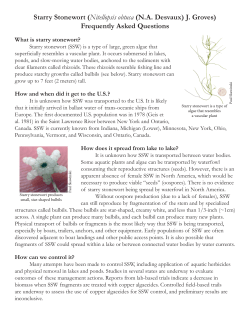 Starry Stonewort - Memphremagog Watershed Association