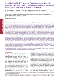 A Newly Classified Vertebrate Calpain Protease