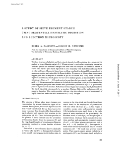 a study of sieve element starch using sequential enzymatic digestion