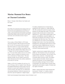 Marine Mammal Ear Bones as Charms/Curiosities