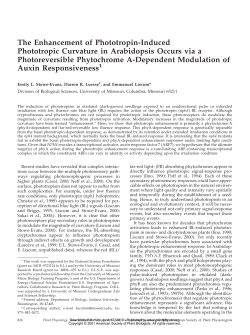 The Enhancement of Phototropin-Induced Phototropic Curvature in