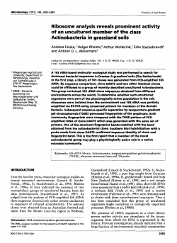 Ribosome analysis reveals prominent activity of an