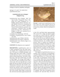 Lepidobatrachus laevis of the SVL) and hind limbs (approximately