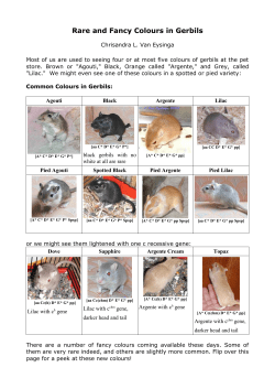 Rare and Fancy Colours in Gerbils
