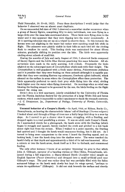 Unusual Behavior of a Cooper`s Hawk