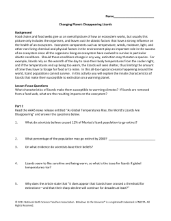 Disappearing Lizards Background Food chains and food webs give