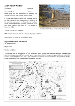 Asian Desert Warbler
