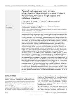Toxopsis calypsus gen. nov., sp. nov.