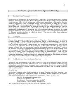 Laboratory 14 - Leptosporangiate Ferns: Reproductive Morphology I