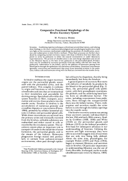 Comparative Functional Morphology of the Bivalve Excretory System1