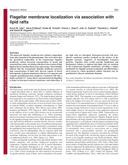 Flagellar membrane localization via association with lipid rafts