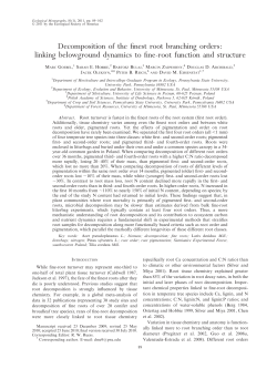 Decomposition of the finest root branching orders: linking