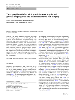 The Aspergillus nidulans pkcA gene is involved in polarized growth