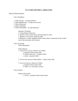 PLATYHELMINTHES LABORATORY Phylum Platyhelminthes Class