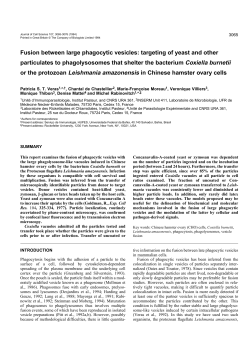Fusion between large phagocytic vesicles