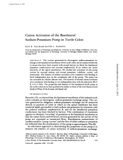 Cation Activation of the Basolateral Sodium