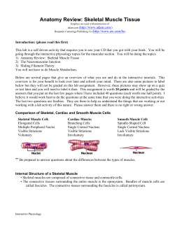 Anatomy Review: Skeletal Muscle Tissue