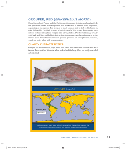 grouper, red (epinephelus morio)
