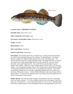 Etheostoma scotti - Wildlife Resources Division