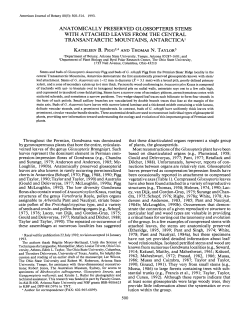 Anatomically preserved Glossopteris stems with