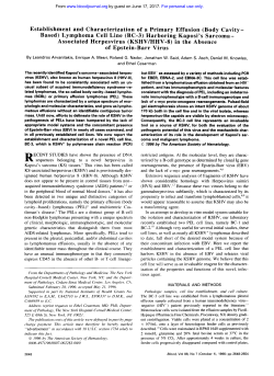 (Body Cavity - Based) Lymphoma Cell Line (BC-3)