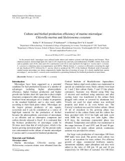 Culture and biofuel production efficiency of marine microalgae