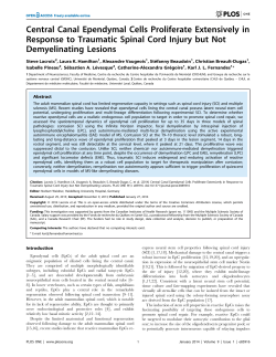 Central Canal Ependymal Cells Proliferate Extensively in Response