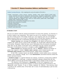 Exercise 17. Human Sensations, Reflexes, and Reactions
