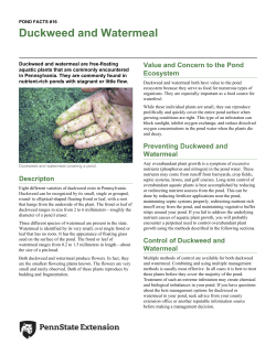 Duckweed and Watermeal